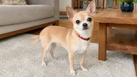【飼い主さんの生の声】子犬の食糞、みんなはどう乗り越えた？体験談9選