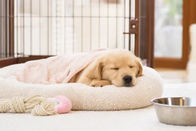 子犬を迎える初日の過ごし方|焦らず環境に慣れさせることが最優先