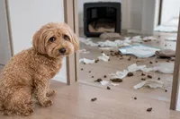 犬が留守番中にうんちまみれになる原因と対策｜環境調整から行動管理まで完全ガイド