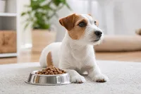 食ふん防止にロイヤルカナンが選ばれる理由と、効果的な使い方・注意点