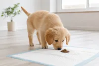 子犬の食ふんはいつまで続く？月齢ごとの原因とやめさせる対策を解説