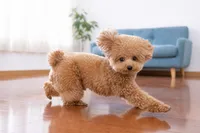 犬がフローリングで滑る原因と対策｜床と身体のケアで足腰を守る
