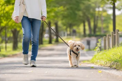 犬の散歩マナー初心者向け完全ガイド｜安全で周囲に迷惑をかけない歩き方