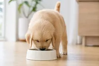 子犬の朝ごはんの時間は何時が目安？月齢別の食事スケジュール